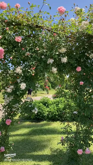 つるバラの美しいカーテンを楽しむ5月の訪れ