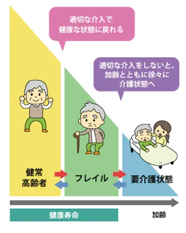 身体機能が低下するフレイル・サルコペニア