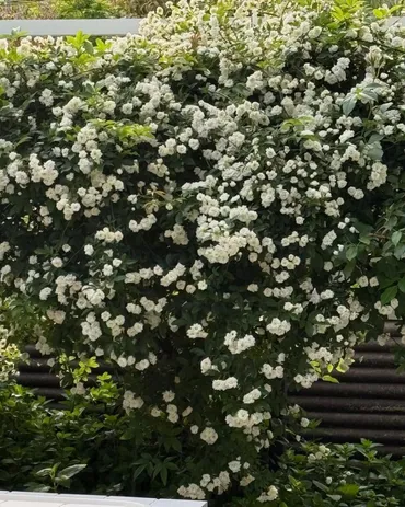 栗原はるみの今：75歳、料理と夫への想い、新たな挑戦とは？栗原はるみ、75歳で料理家として再始動、オンライン料理教室を開講