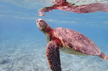 大好きな海亀さんとランデブ～が簡単に出来る奄美大島に感激』奄美大島(鹿児島県)の旅行記・ブログ by 夏子の探検さん【フォートラベル】