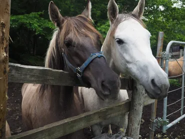 中標津「ムツ牧場」の乗馬体験がすごい！日本とは思えない非日常を体感 