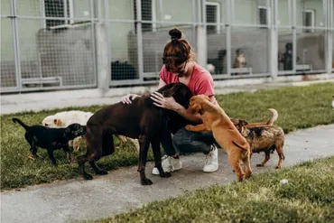 元歌手・佐良直美さんと考える「殺処分ゼロ」の裏側 過密な保護施設で犬同士の咬傷事故死も