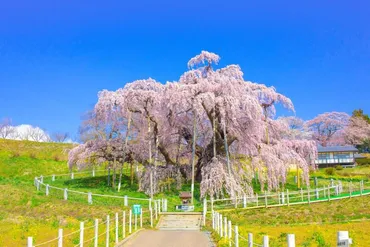 三春滝桜（田村郡三春町） 