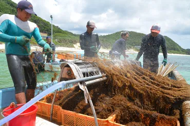 モズクのシーズン到来 黄金色、初夏の味覚 奄美大島