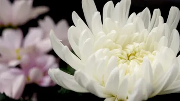 三條正人の作品や動画を紹介！遺産はいくら？家族を調べた！葬儀も！