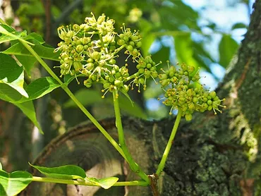染色・草木染めにおける黄檗（きはだ）。黄檗の歴史と薬用効果、染色方法の一例について