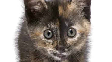 全英が感動! 「生きる希望を失った私に、愛猫ティリーがくれたもの」
