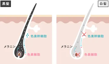必見!若白髪対策