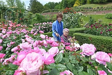 鮮やかなバラ見頃 伊豆・修善寺虹の郷