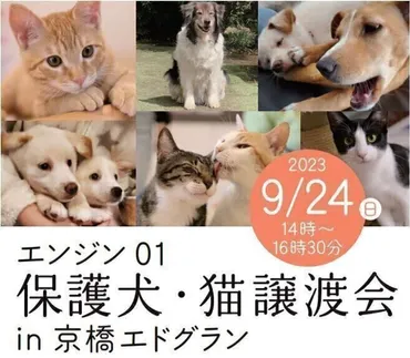 故・川島なお美さんの想いをつなぐ動物愛護活動 動物愛護週間に保護猫の譲渡会開催