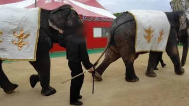 やなせたかしの悲しいサーカスのおはなし『やさしいライオン』│動物のいないサーカスを！