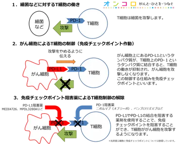 ステージ4非小細胞肺がんに対する免疫チェックポイント阻害薬PD