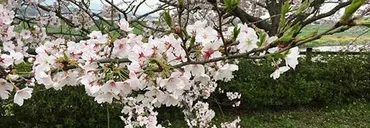 佐藤愛子さんと認知症の予防