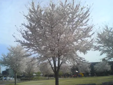 ジュリーと桜と音楽：沢田研二が彩る人生と、時代を超えた魅力とは？沢田研二と家族、そして支えた人々。音楽と人生を振り返る。