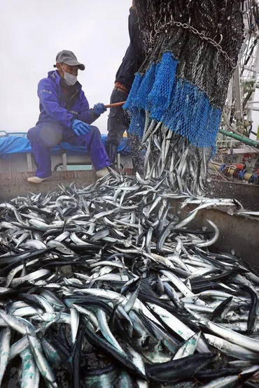 サンマ漁の今昔物語：減少する秋の味覚、未来は？サンマ漁獲量の減少と、持続可能な漁業への取り組み