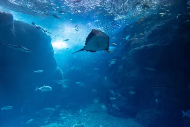 北太平洋漁業委員会、サンマとマサバの漁獲量を制限で合意