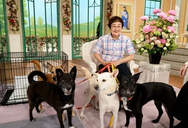 動物愛護活動に心血を注ぐ】佐良直美に旦那はいない!結婚してい ...