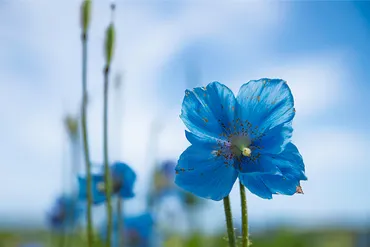 新たな感動と自由を求め続けた花の画家。堀文子のプロフィール・作品の魅力に迫る