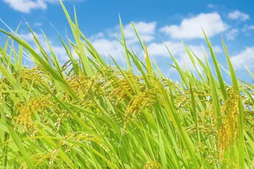 新川和江の詩「わたしを束ねないで」