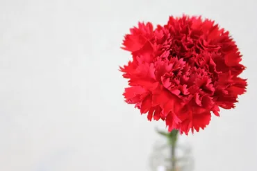 母の日にカーネーションを贈る理由は色別のカーネーションの花言葉