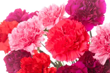 実は奥が深い!?カーネーションの色別の花言葉