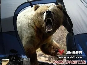 日本摄影师星野道夫的最后作品