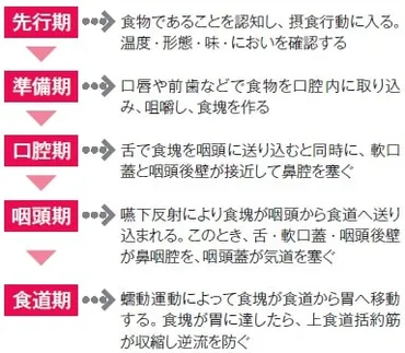 加齢が摂食・嚥下にもたらす「つの悪影響」